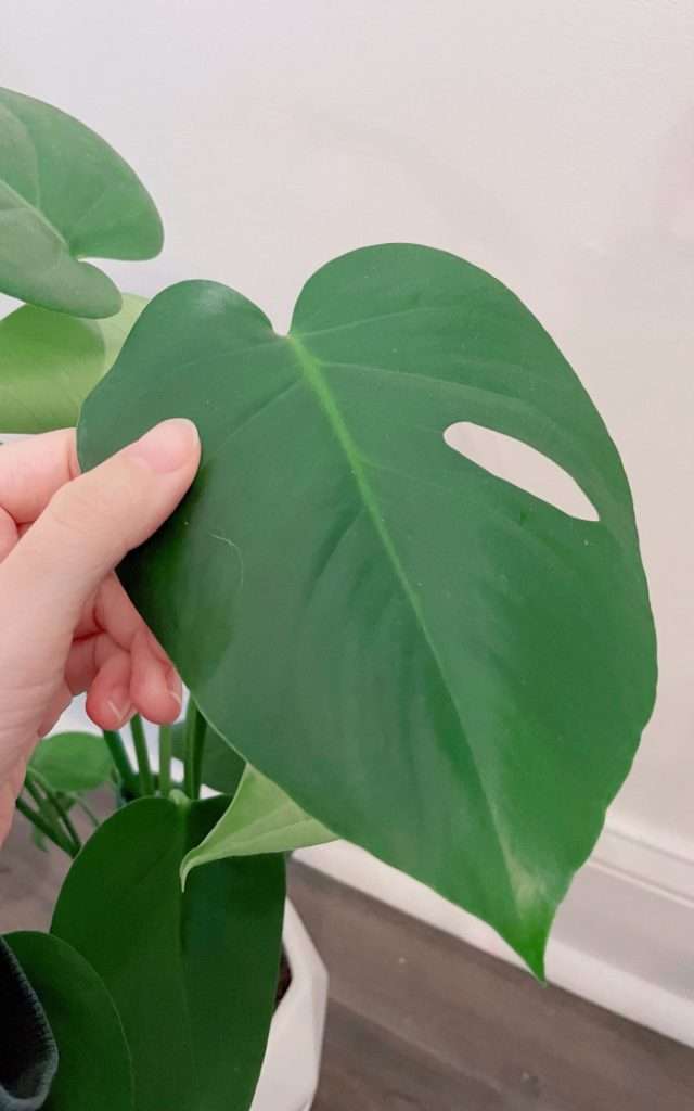 Monstera Deliciosa - 4 Months Later!