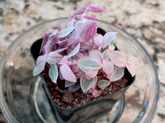 Pink Lady in 2" Pot