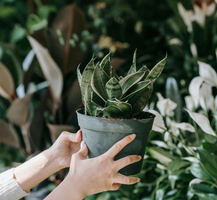 Tips for Ordering Live Plants Online: Pros and Cons-img